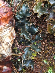 Peltigera malacea