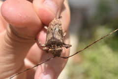 Lagocheirus araneiformis