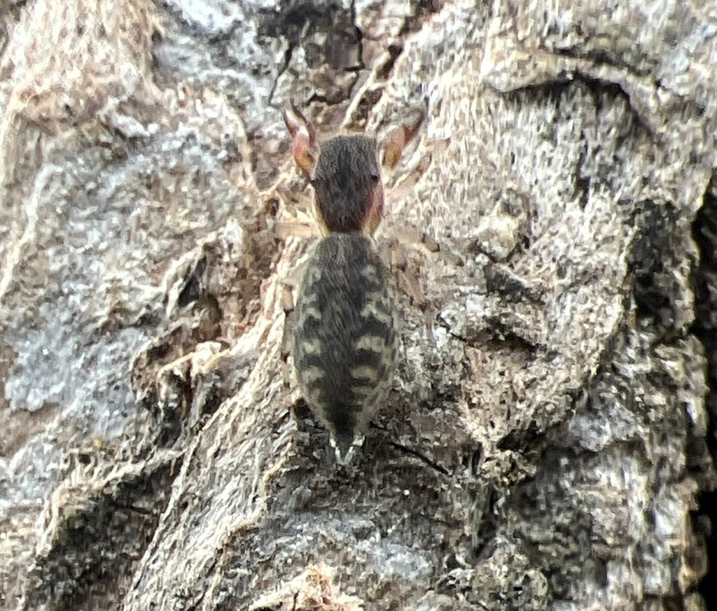 jumping spiders