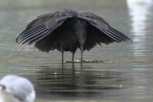 Black Heron