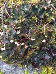 Peltigera malacea