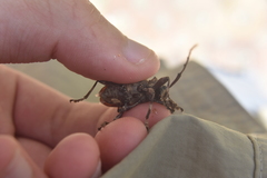 Lagocheirus araneiformis