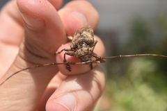 Lagocheirus araneiformis
