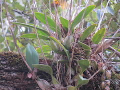 Laelia anceps
