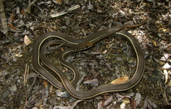 Masticophis lateralis