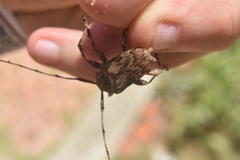 Lagocheirus araneiformis