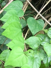 Pericampylus glaucus