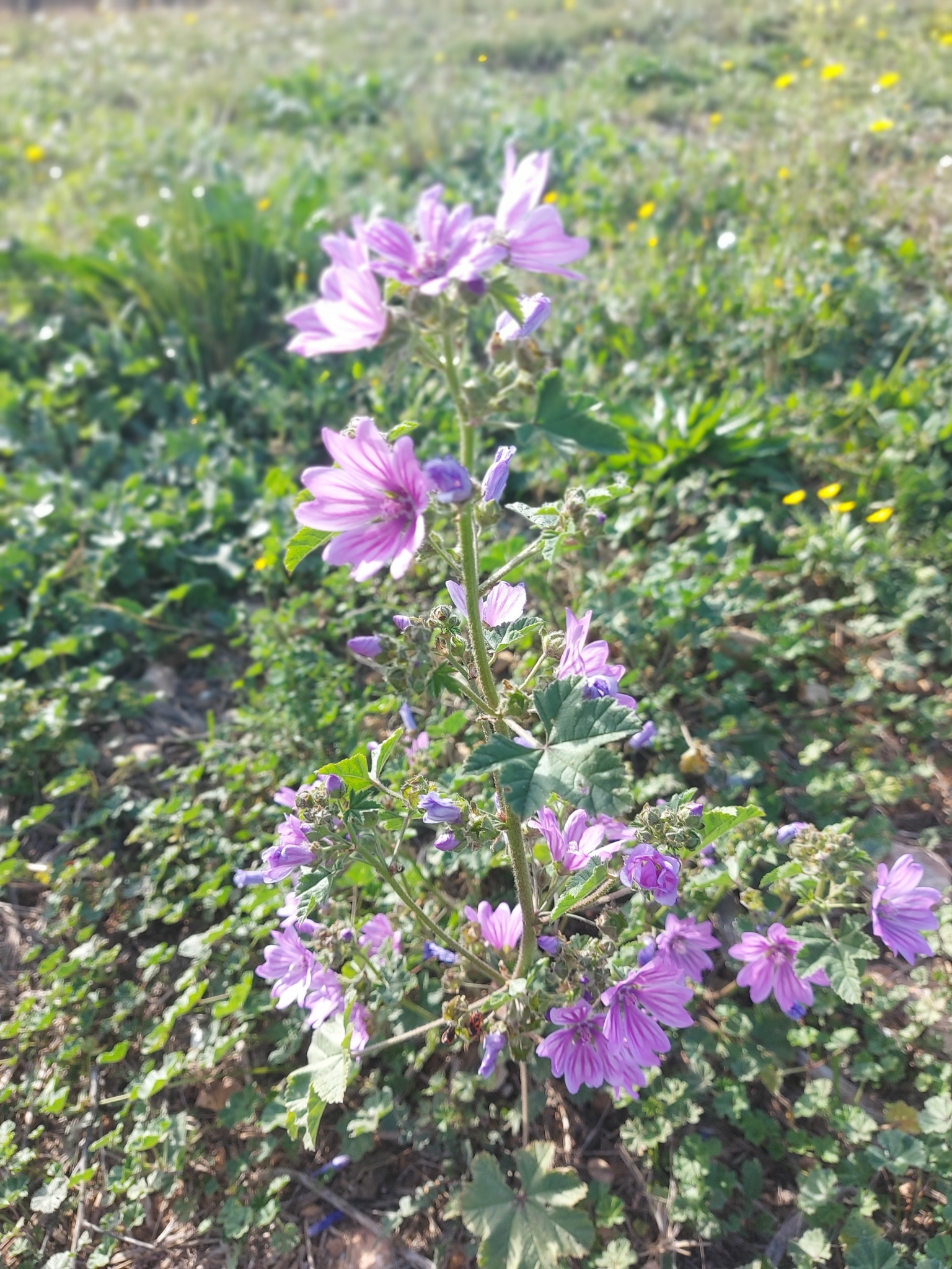 Imagem de Malva