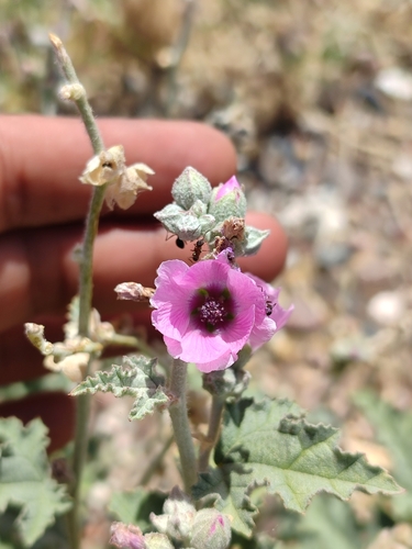 Image of Sphaeralcea mendocina by (c) Lio Torrez, some rights reserved (CC BY)
