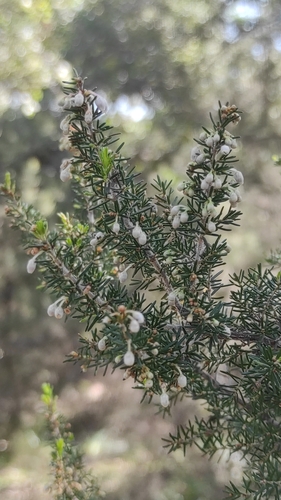 Avistamiento Erica arborea