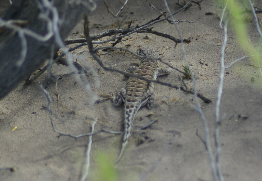 Cuyo Smooth-throated Lizard
