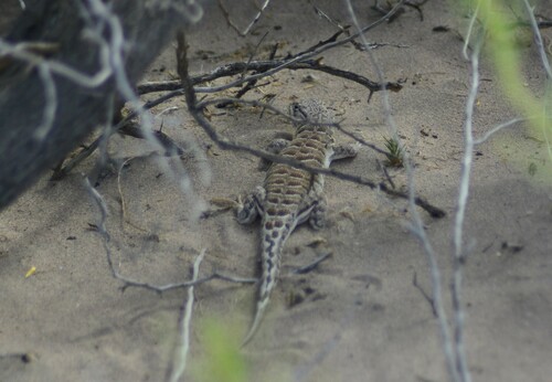 Cuyo Smooth-throated Lizard, Liolaemus cuyanus