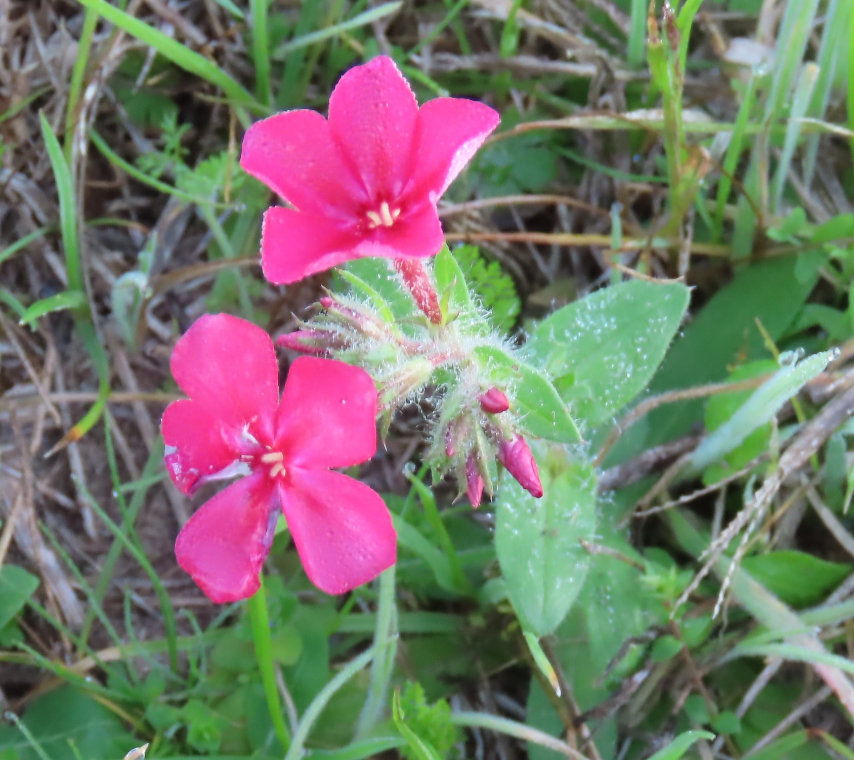 Imagem de Flores-de-Drummond