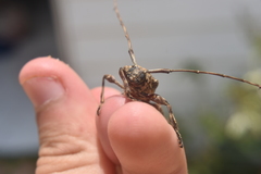 Lagocheirus araneiformis