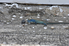 Cnemidophorus espeuti