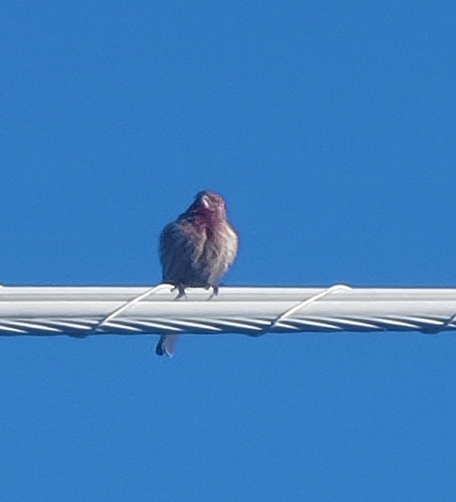 House Finch from Miramonte at the River, Tucson, AZ, USA on February 18