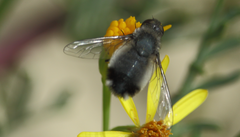 Exechohypopion leucomallum