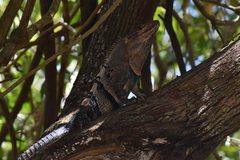 Ctenosaura similis