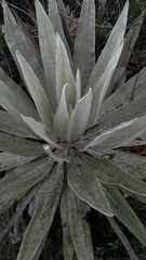 Espeletia grandiflora