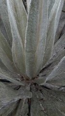 Espeletia grandiflora