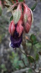 Brachyotum strigosum