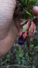 Brachyotum strigosum