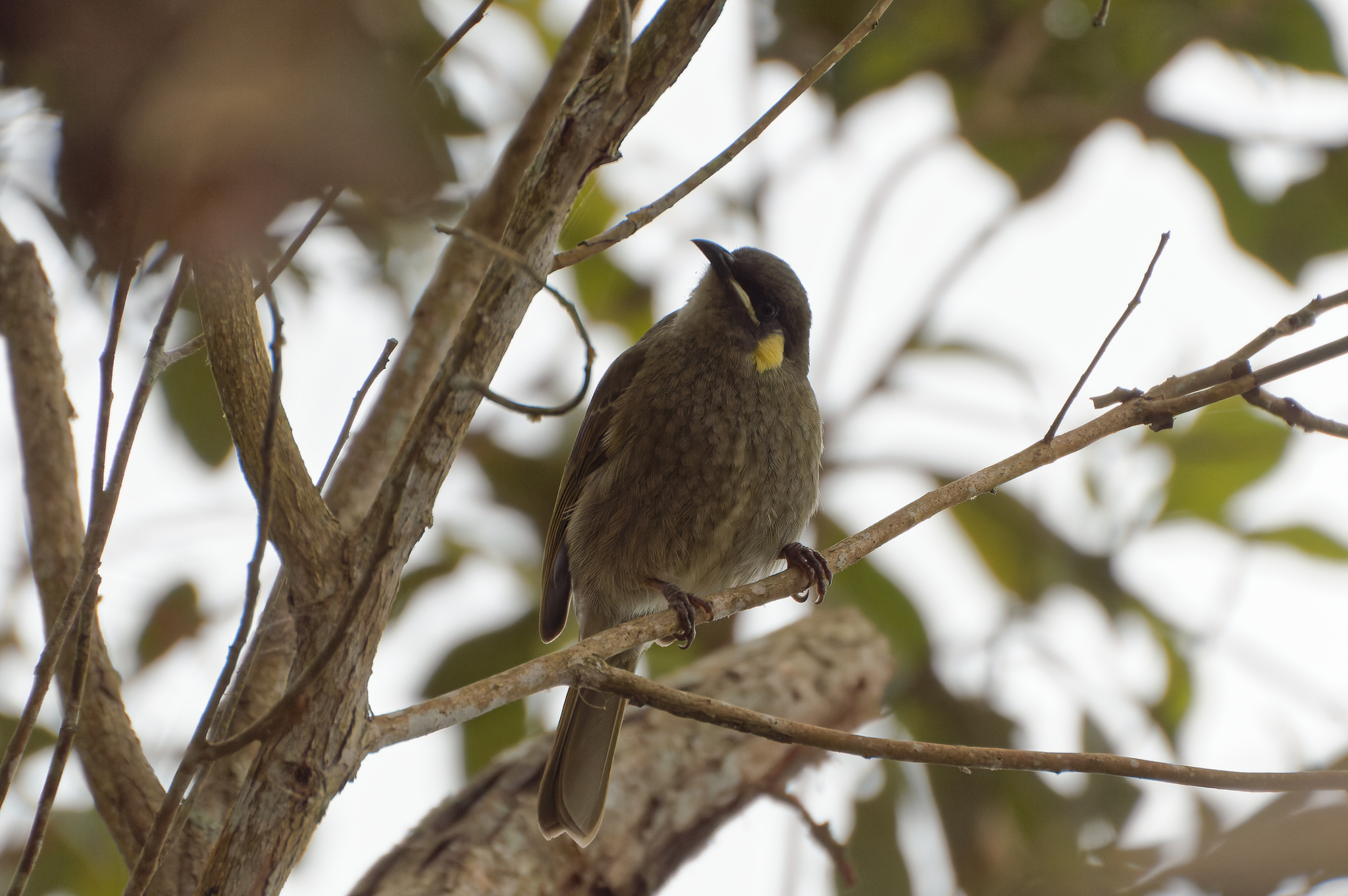 Lewin's Honeyeater illustration