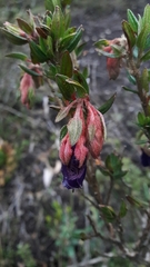 Brachyotum strigosum