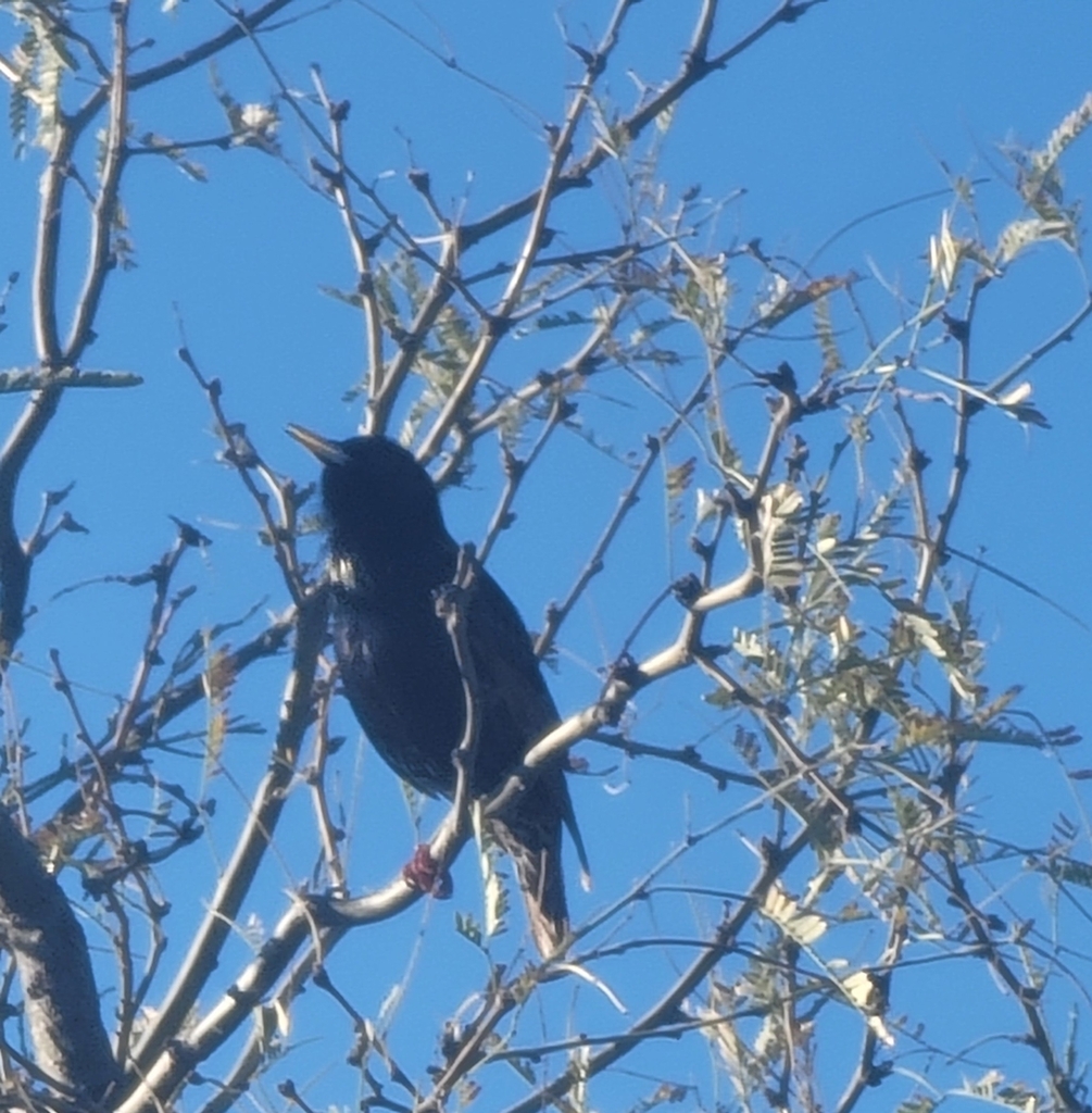 European Starling from Miramonte at the River, Tucson, AZ, USA on