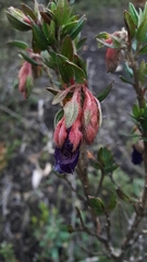 Brachyotum strigosum