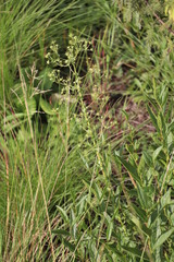 Alepidea