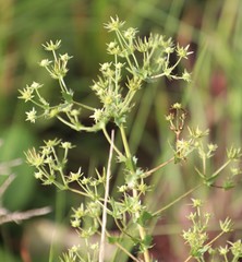 Alepidea