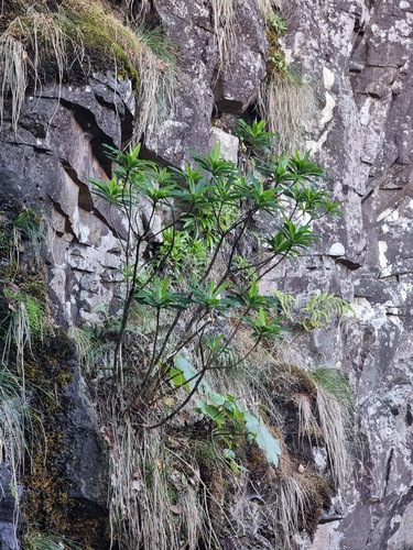 Image of Euphorbia mellifera by (c) Vítor Jorge, some rights reserved (CC BY)