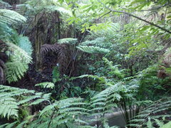 Cyathea medullaris