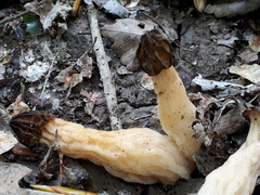 Morchella semilibera