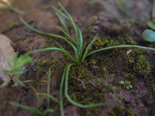 Image of Isoetes durieui by (c) Augustin Soulard, some rights reserved (CC BY)