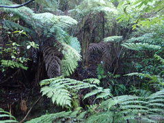 Cyathea medullaris