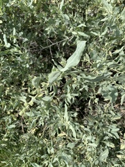 Atriplex lentiformis breweri