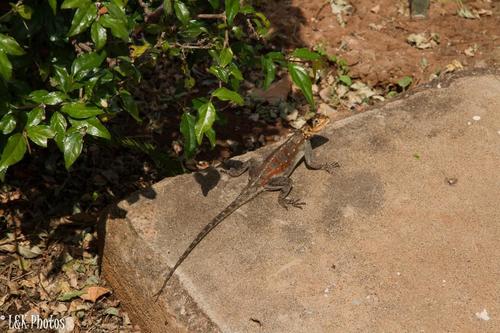 Agama dodomae