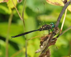 Somatochlora forcipata