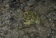 Anaxyrus californicus