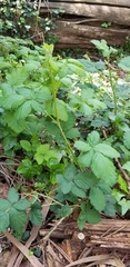 Rubus