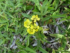 Stigmaphyllon sagraeanum