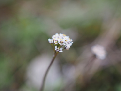 Image of Teesdalia coronopifolia by (c) Augustin Soulard, some rights reserved (CC BY)