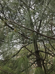 Pinus wallichiana