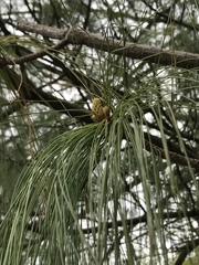 Pinus wallichiana