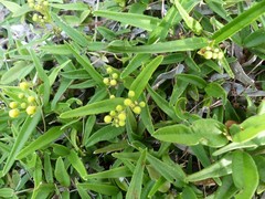 Stigmaphyllon sagraeanum