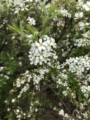 Amelanchier laevis