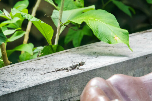 Caribbean treerunner, Plica caribeana