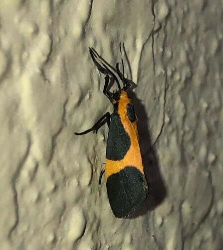 Kentucky Lichen Moth photo 5